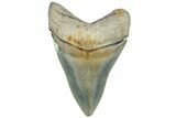 Serrated, ” Fossil Megalodon Tooth - Aurora, North Carolina #311823-1